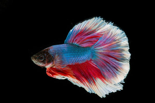 Betta