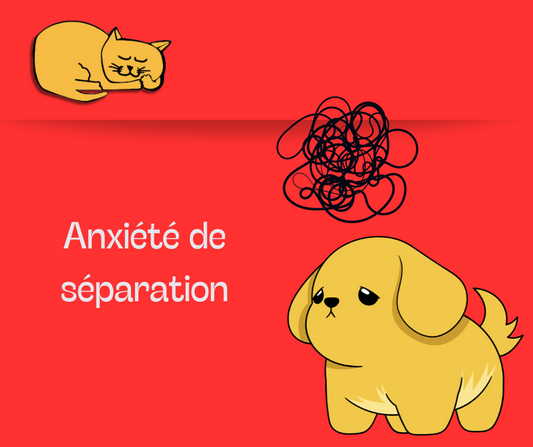 Anxiété de séparation