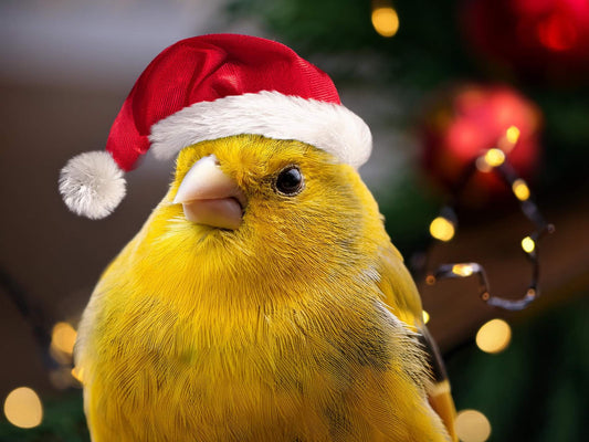 Temps des fêtes et oiseaux