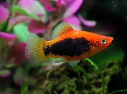 Platy