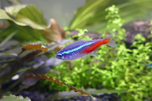 Tetra Néon