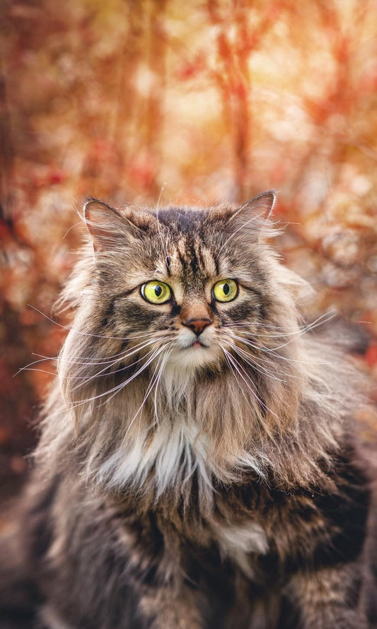 Chat_dehors