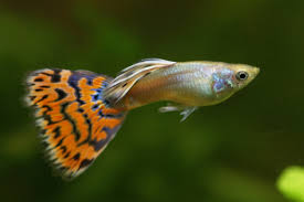 Guppy