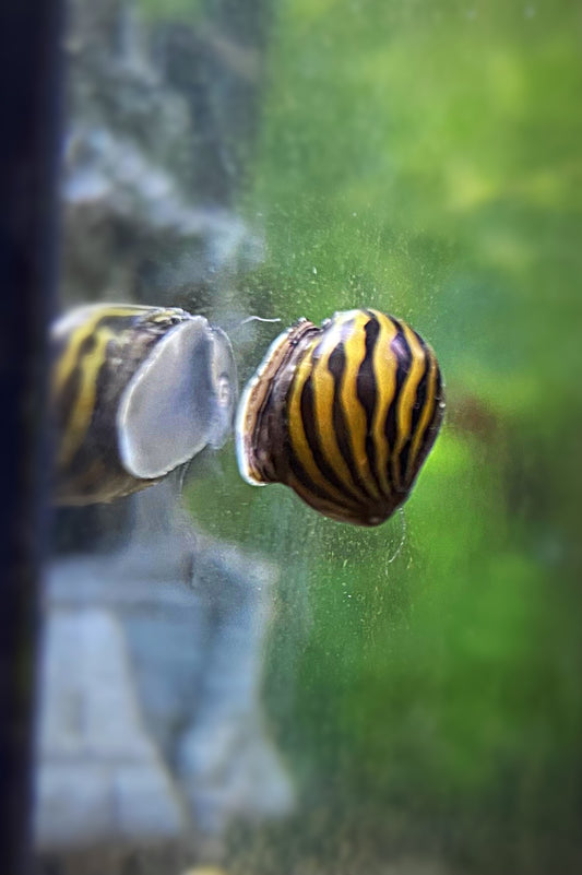 Escargot Zébré