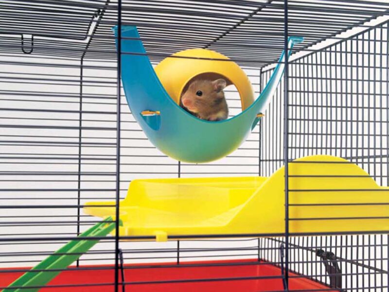 Maison pour Hamster Spoutnik