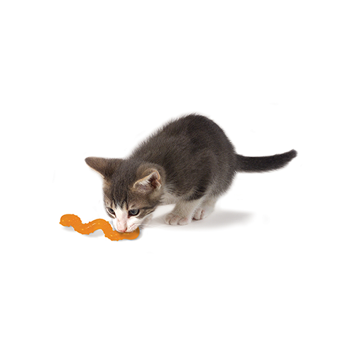 Ver infusé à l'herbe à chat