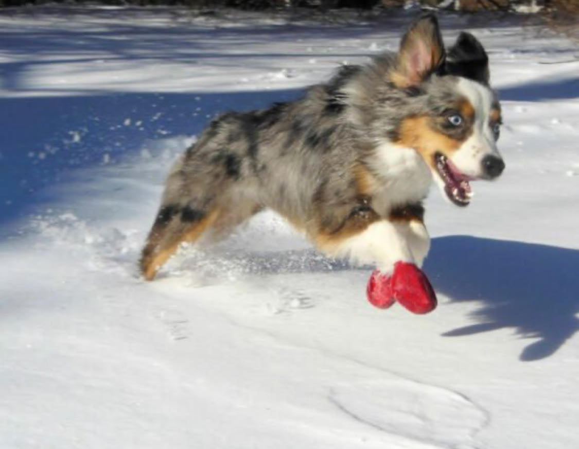 PawZ - Bottes imperméables en caoutchouc