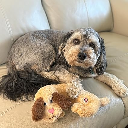 Chien à câliner
