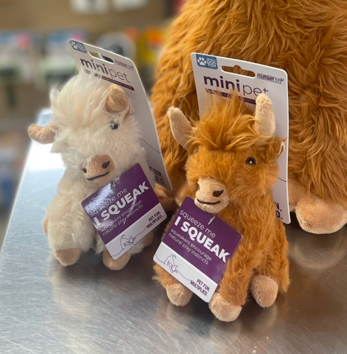 La Mini Vache Highland