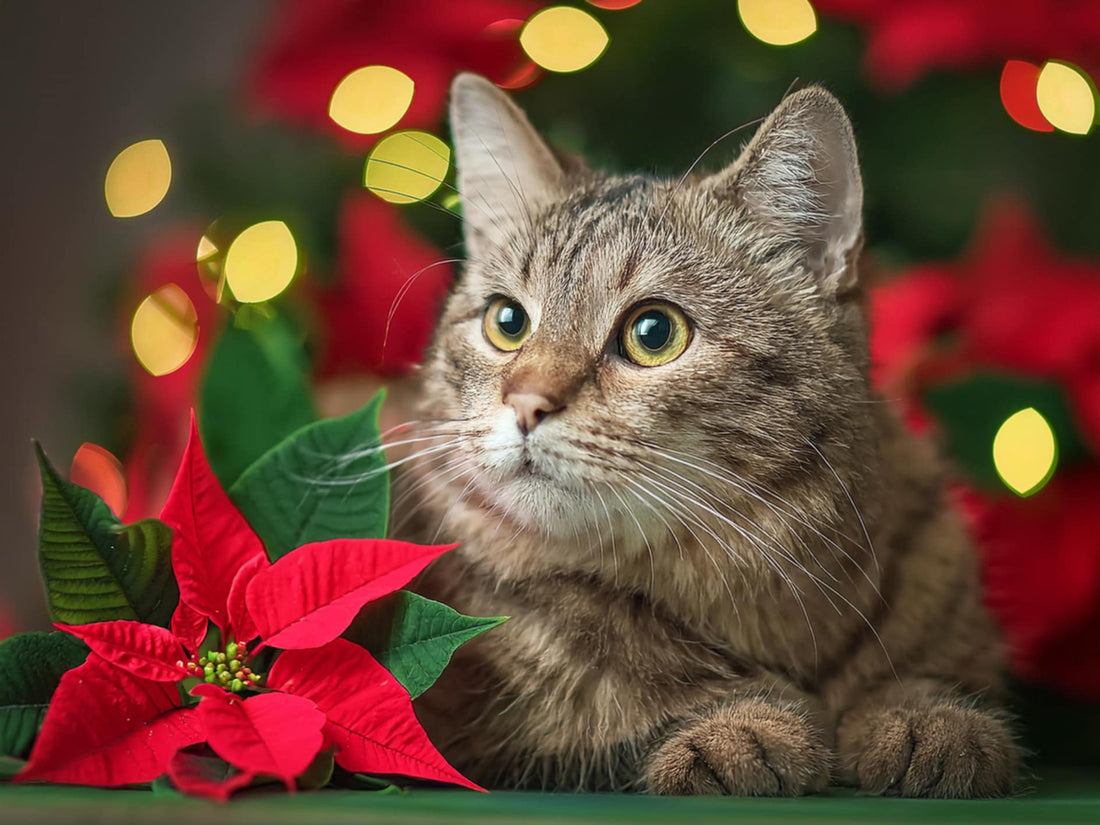 Le poinsettia et nos animaux