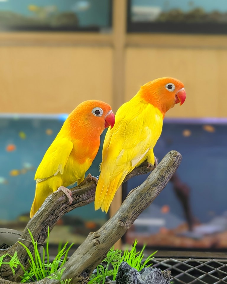 Inseparable Background Inséparable – Animalerie Boutique Tropicale
