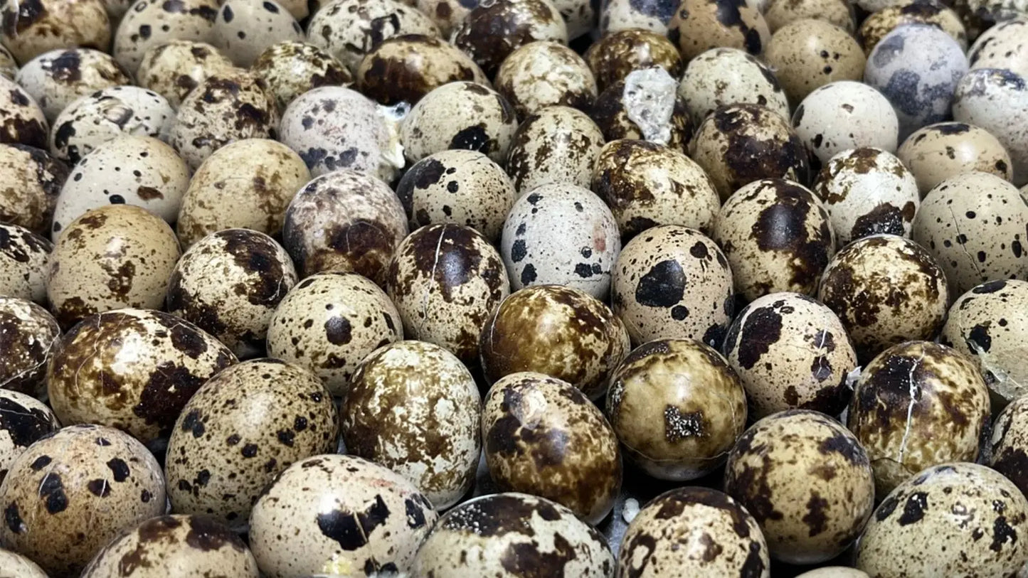 Oeufs de caille