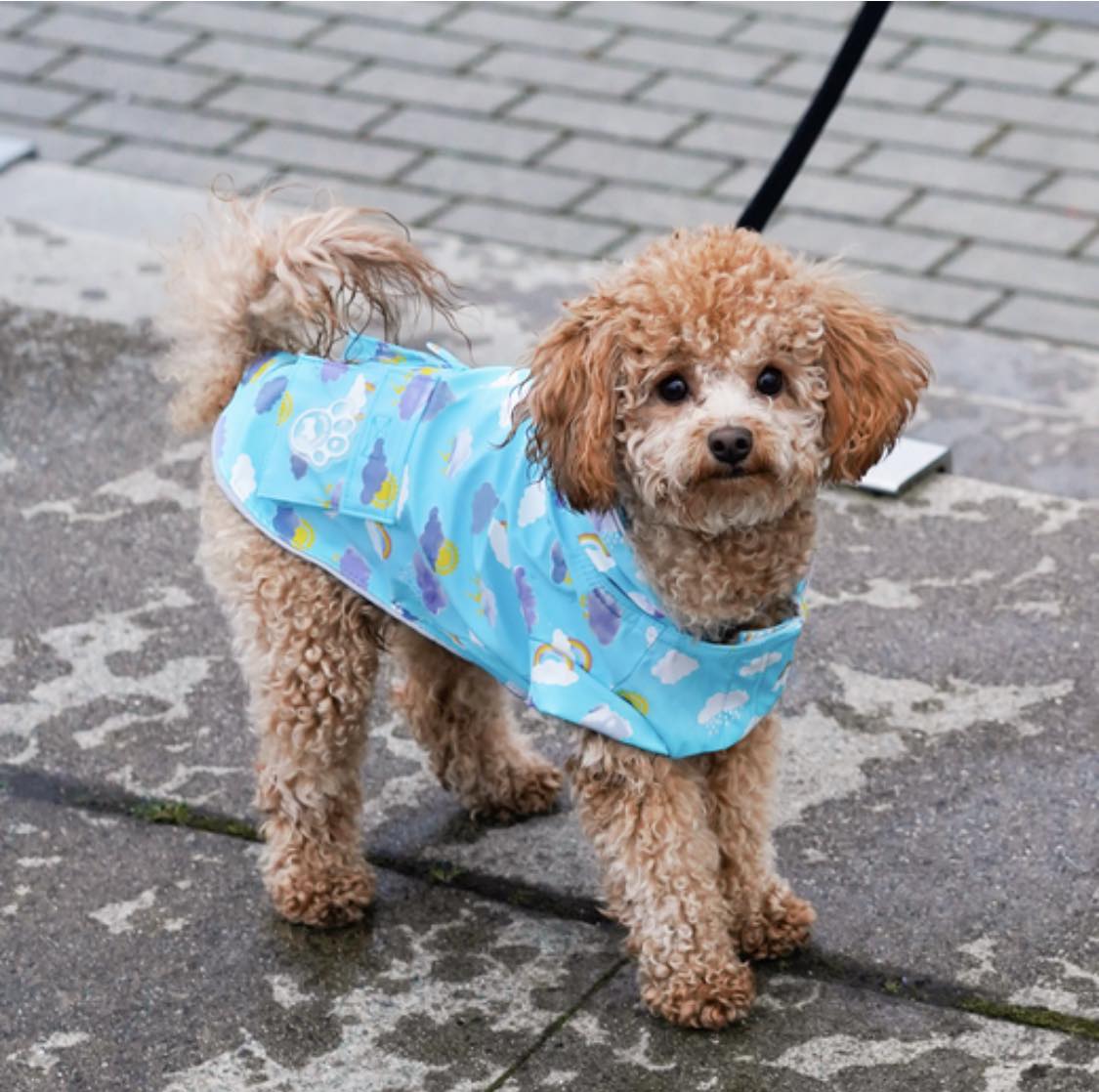 Canada Pooch - Imperméable Torrentiel