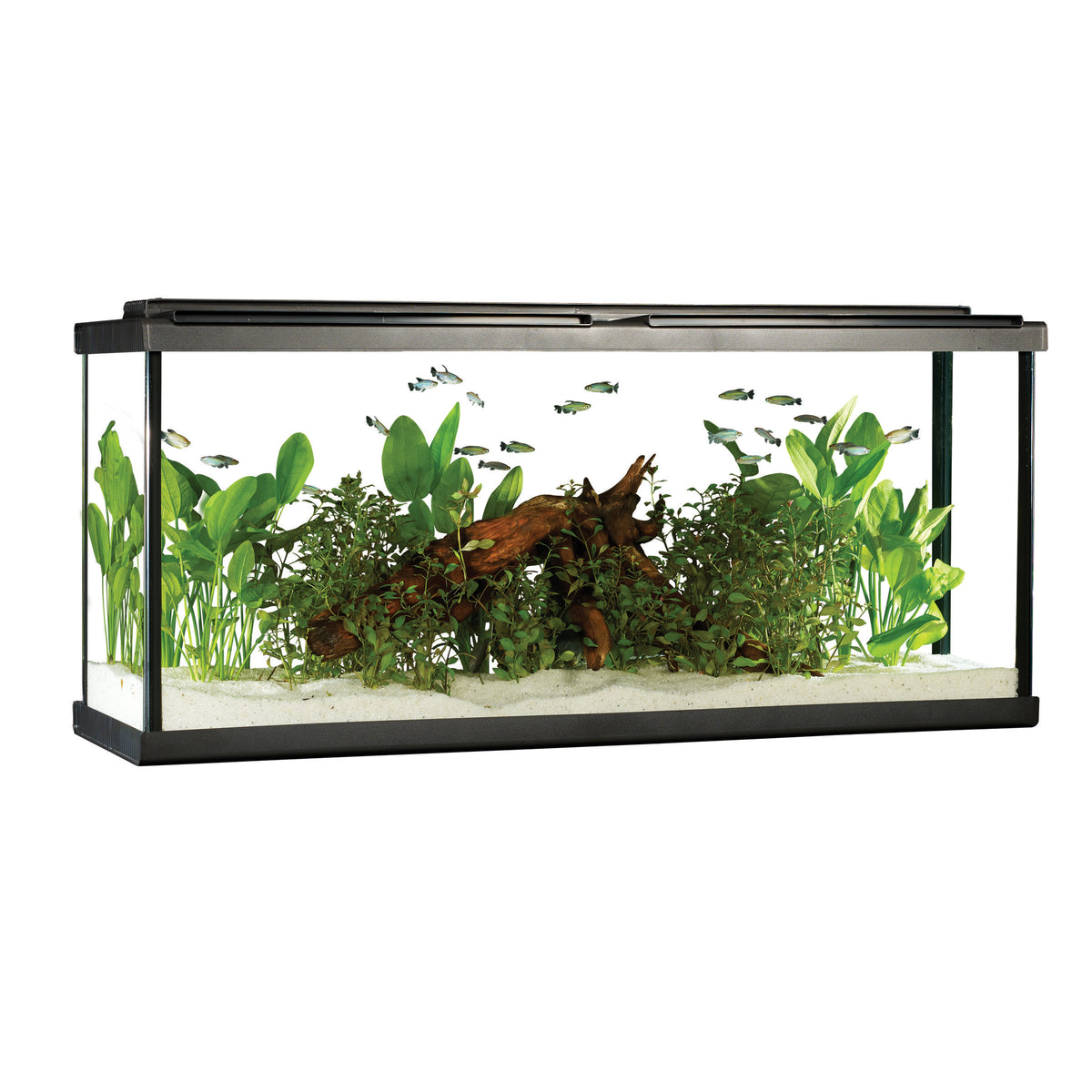 Aquarium équipé haut de gamme 55g Fluval